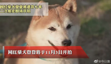 网红柴犬登登被二次遗弃 网红柴犬二次拍卖将开拍