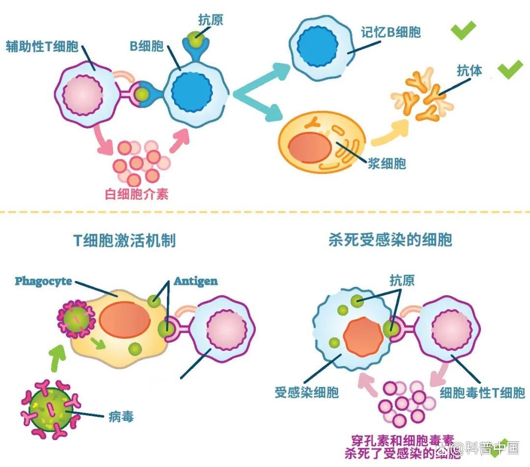 新冠阳过一次还会再阳吗 感染新冠病毒后多久可能发生二次感染？专家解答